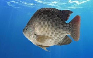 羅非魚是不是福壽魚，別稱福壽魚、吳郭魚