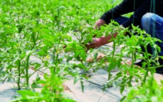 大棚西紅柿怎么澆水，結(jié)果前期每隔7-10天澆一次