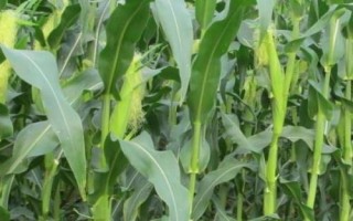 徽糯玉2號(hào)玉米品種簡(jiǎn)介，鮮食糯玉米品種