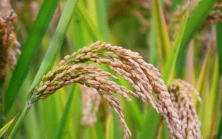 香兩優(yōu)269水稻品種簡介，每畝有效穗數(shù)19.9萬