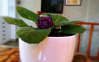 芙蓉花半年沒澆水能否存活，盆栽芙蓉花會干枯死亡