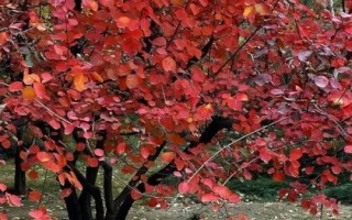 什么是黃櫨，常被當(dāng)作觀賞植物