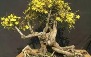 迎春花的養(yǎng)殖方法，適宜生長在10-25℃左右的環(huán)境