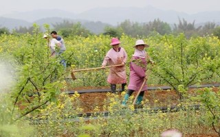 春分的種植注意事項(xiàng)，在春季播種時(shí)要施足底肥