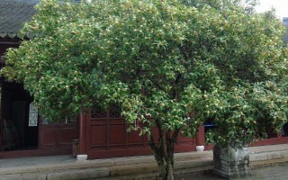 后院種桂花有何含義，無特殊含義可用來觀賞和乘涼
