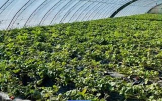 露天草莓種植技術(shù)，每年的3月下旬到4月中旬進(jìn)行
