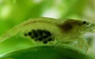 黑殼蝦抱卵后過(guò)多長(zhǎng)時(shí)間才孵化，一般為15-20天左右