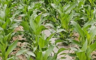 東單6531玉米種子簡(jiǎn)介，一般種植密度3000株/畝