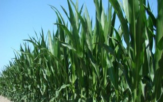 優(yōu)農(nóng)1號玉米種子簡介，每畝種植4000株左右