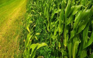 新單68玉米種子特征特性，大喇叭口期防治玉米螟