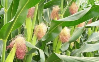 三北20玉米種子介紹，中抗彎孢菌葉斑病