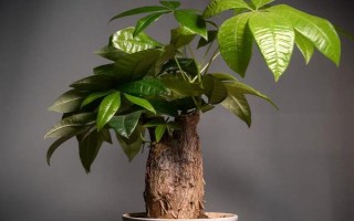 發(fā)財樹是否喜水，喜濕但不耐勞