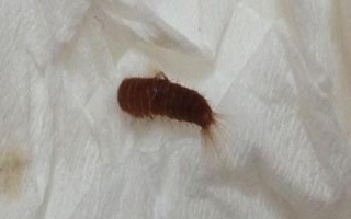 皮蠹怎么能徹底消滅，用專用的殺蟲劑噴灑