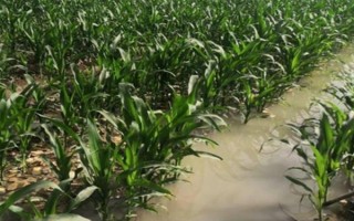 玉米播種后過多久澆一次水，當(dāng)天澆水過后可每隔3-5天澆一次