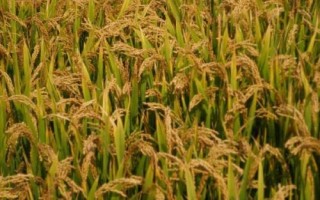 宇粳2號水稻種子介紹，全生育期為145.4天