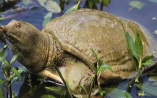 甲魚為何別稱王八，原因是腹部具有特殊紋路