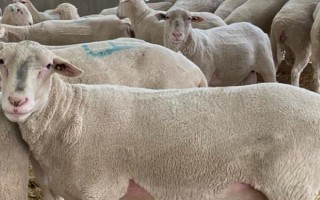 種公羊的飼養(yǎng)管理方法，主要以放牧以及舍飼共同進行