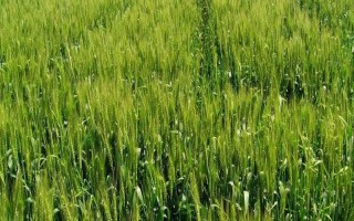陜農(nóng)138小麥種子簡介，播種后25-30天
