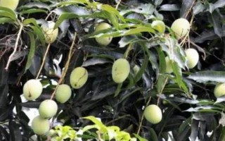 芒果的產(chǎn)地，原產(chǎn)于印度