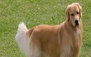 金毛犬可以活多久，壽命一般為12-15年左右