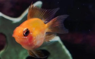 金波子是什么魚，是荷蘭鳳凰的變種