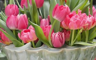 郁金香有什么特點(diǎn)，花朵直立且顏色豐富多彩