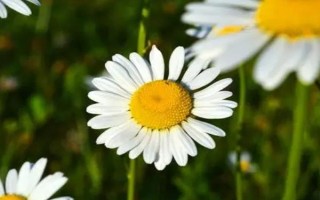 有哪些好養(yǎng)的花，常見的有雛菊、秋海棠等