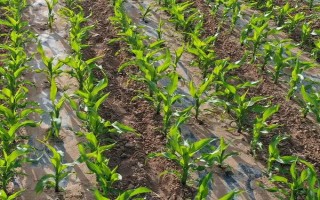 先贏311玉米種簡介，適宜播期4月下旬