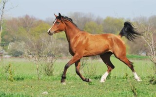 馬的飼喂次數(shù)，每天的喂養(yǎng)次數(shù)以3-4次為宜