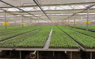 夏季蔬菜育苗要注意什么，及時(shí)分苗間苗可讓秧苗更粗壯
