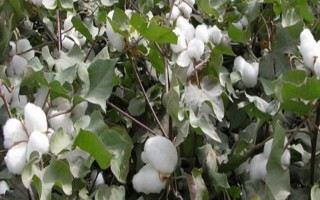邯686棉花種子介紹，生育期108天
