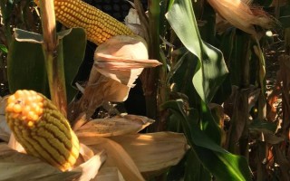 鄂甜玉5號玉米種子簡介，露地直播4月初播種