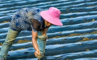 楊梅種子有哪些優(yōu)良品種，常見的有水晶種楊梅、東魁楊梅等