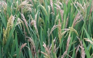 兆豐優(yōu)8008水稻品種簡(jiǎn)介，桂南7月上旬播種