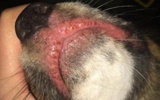 貓貓不能吃的食物，不能喂食牛奶、巧克力等