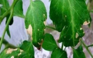徐春5號(hào)大豆品種的特性，地膜覆蓋一般3月中下旬播種