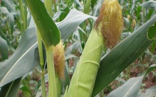 廣德9玉米品種的特性，每公頃種植密度超過6萬株
