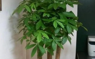 招財(cái)樹怎樣養(yǎng)，適宜生長溫度為18-28℃