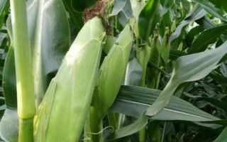俊達(dá)001玉米種子特點，夏播生育期98-100天