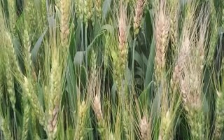 天禾3號小麥種子特征特性，高肥地塊以每畝9kg為宜