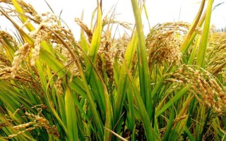 荃粳優(yōu)1號水稻種子特點，中抗條紋葉枯病