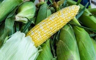 奧玉青貯5102玉米品種簡介，每畝追施尿素30公斤