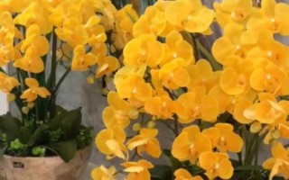 黃蝴蝶蘭的花語，寓意活潑可愛、飛向幸福等