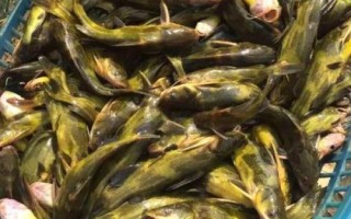 黃骨魚是什么魚，是底棲性魚類