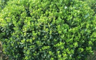 法國冬青什么時(shí)候種好，北方通?？梢栽?-4月播種