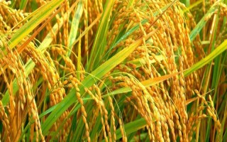 特優(yōu)679水稻品種的特性，每畝插(拋栽)10萬基本苗