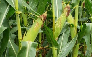 登義2號玉米品種簡介，旱地每畝3500株
