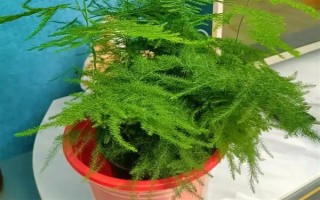 文竹冬季的養(yǎng)護(hù)方法，需及時(shí)保暖