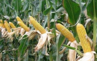 吉單536玉米品種簡介，中抗絲黑穗病