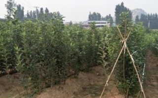 矮化蘋(píng)果苗的栽培管理方法，最重要的就是枝葉的修剪和整形